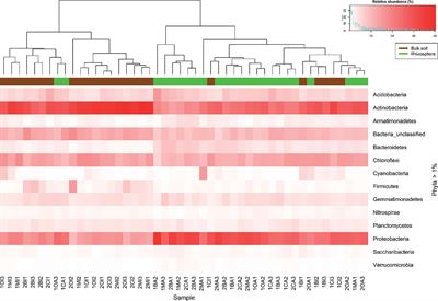 Bacterial Diversity and Interaction Networks of Agave lechuguilla Rhizosphere Differ Significantly From Bulk Soil in the Oligotrophic Basin of Cuatro Cienegas